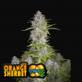Orange Sherbet Auto - FastBuds